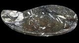 Teardrop Fossil Goniatite Dish - Stoneware #62445-1